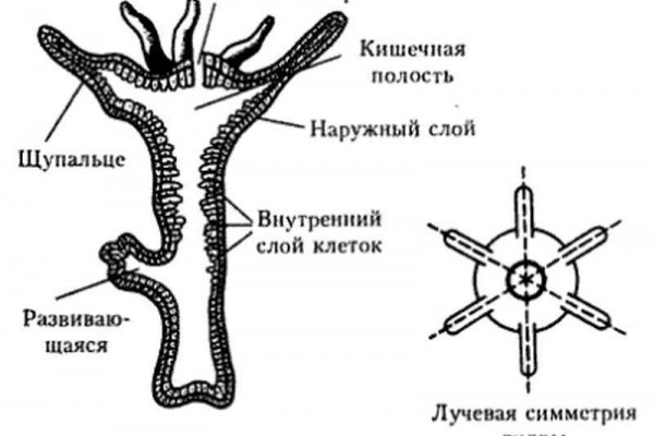 Что такое кракен площадка